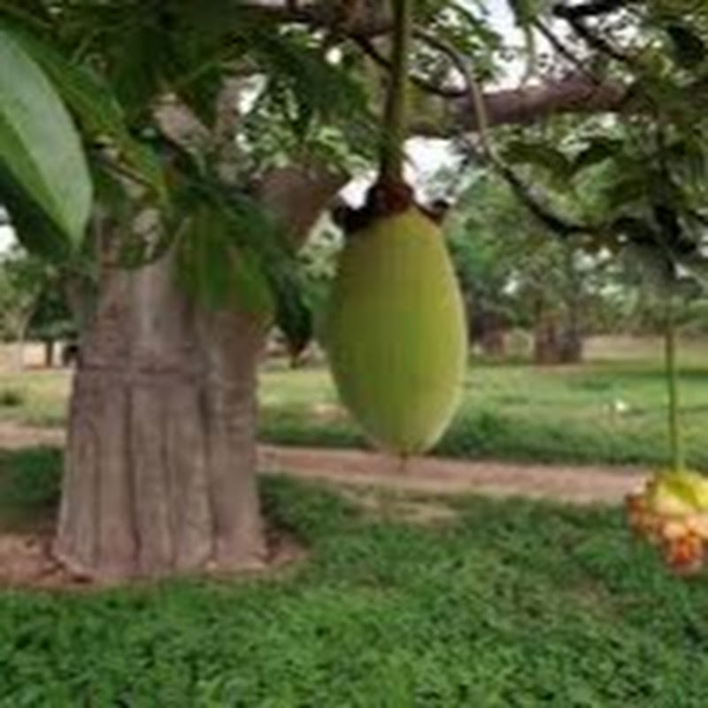 BaobabÉding officiel