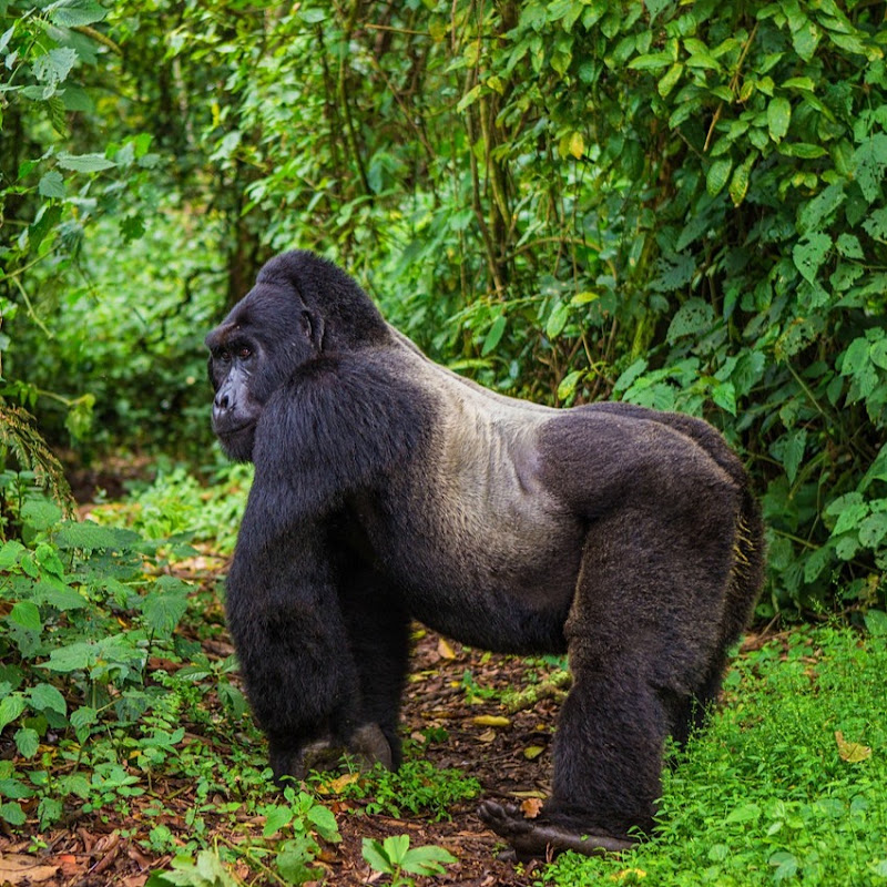 Marvel Gorilla Adventure