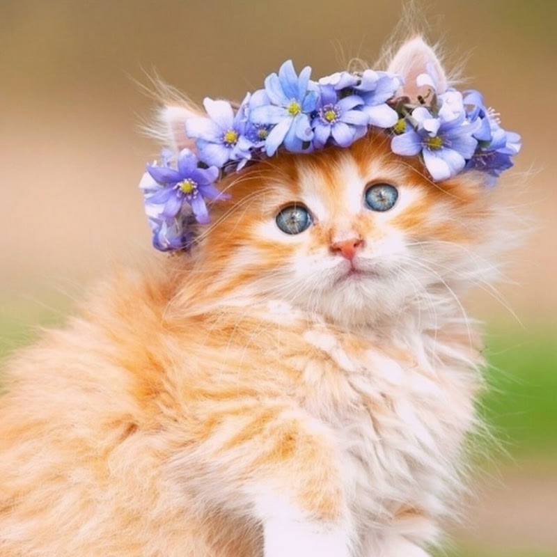 Cute Baby Cats 267