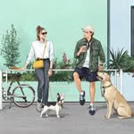 ciiron tokyo  Dog Products/犬用品