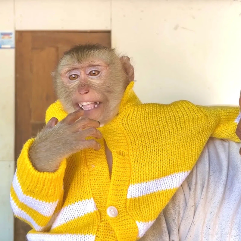 ZUEII MONKEY