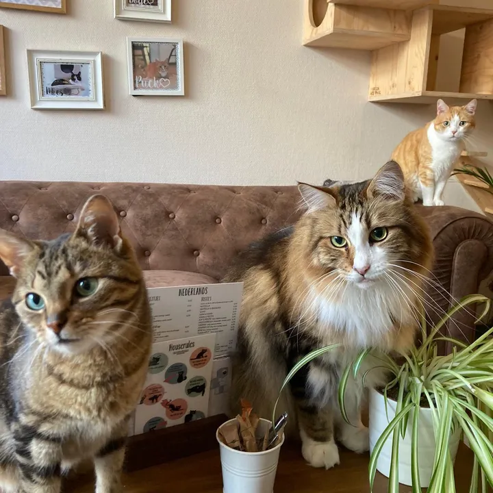 Kattencafe Op z’n Kop