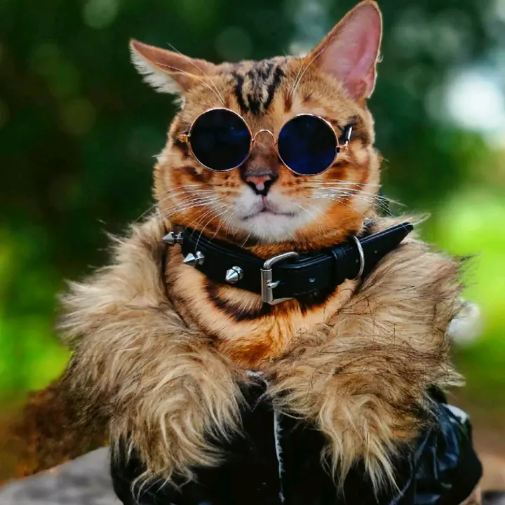 👑 𝓚𝓲𝓷𝓰𝓛𝓮𝓸𝓷 🐆