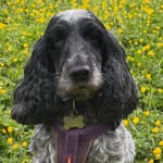 Cocker Betty