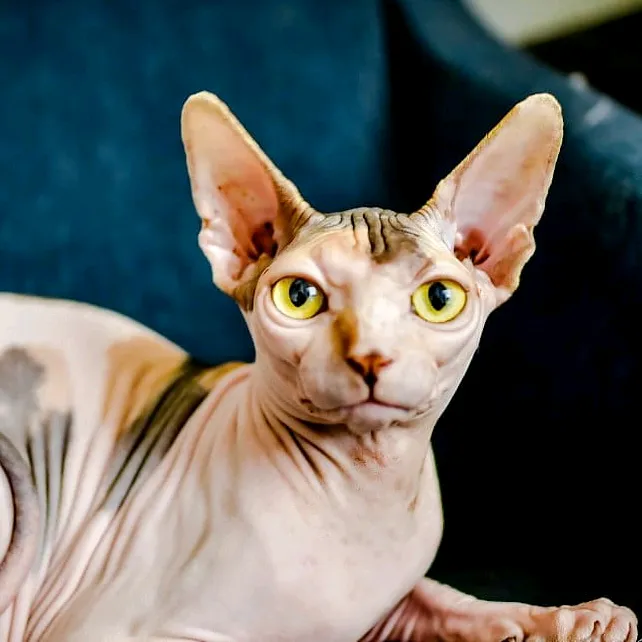 VakiCat