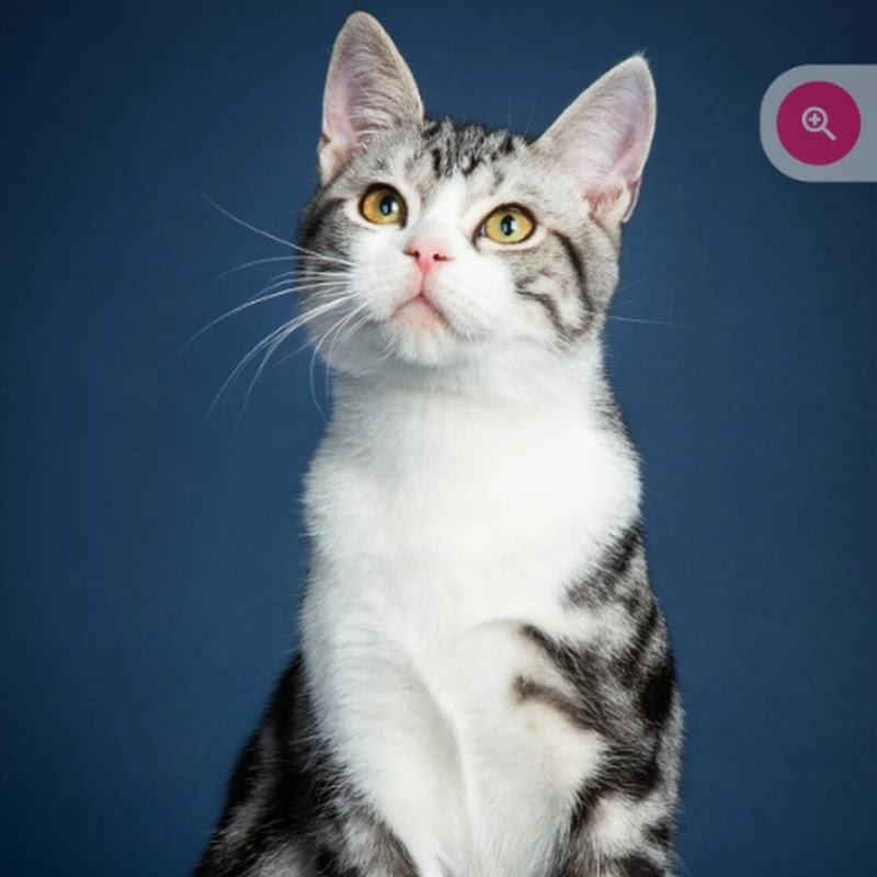 Cat official Channel 