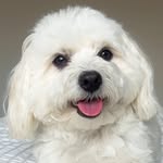 Mikko the White Morkie