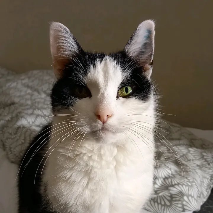 El Gato Missan