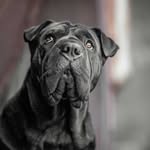 ɓεʆʆα ∂σgƒαѕнιση мσ∂єℓ