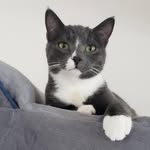 Furget Me Not Animal Rescue