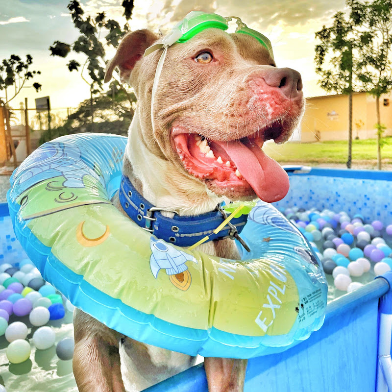 Aston The Pitbull
