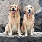 LUNA & LENNY | Golden Retrievers
