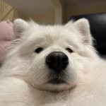 ❄️Snowie the Samoyed (Snowbrook Party On)