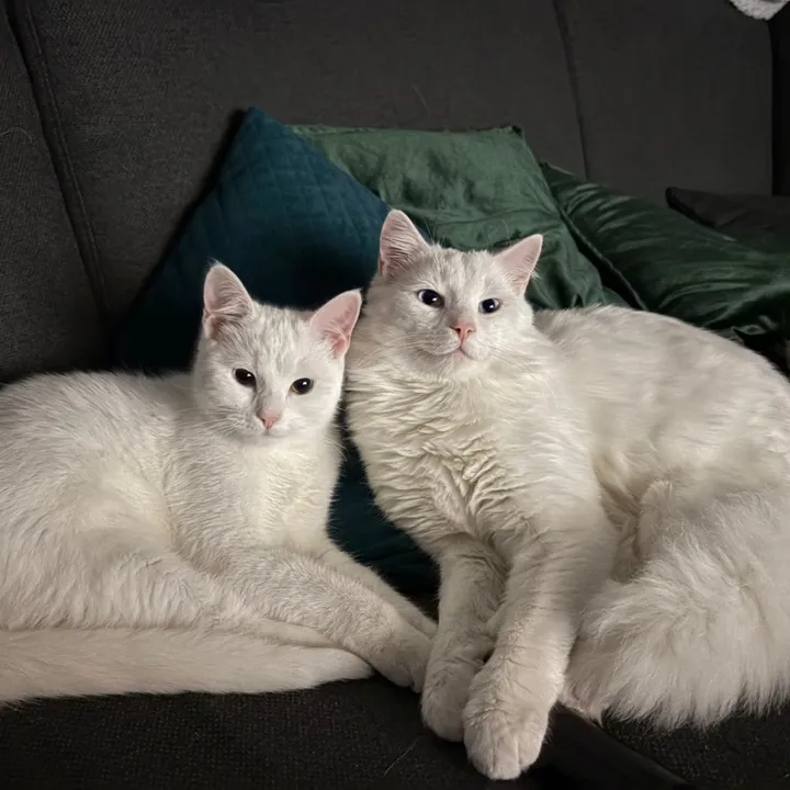 2DeafWhiteCats
