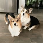 Brady & Graffiti the Corgis