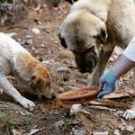 🐾🐈Sokak Hayvanları🐕🐾