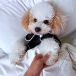 toby_is_maltipoo