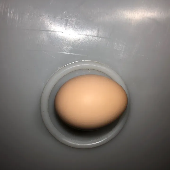 Fromeggtochicken