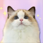 Sonnet Blu Ragdoll