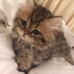 Maya the Munchie
