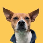 Guillermo el Perro | El Jefe