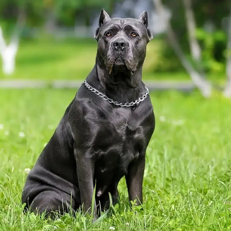 Vivere con il Cane Corso