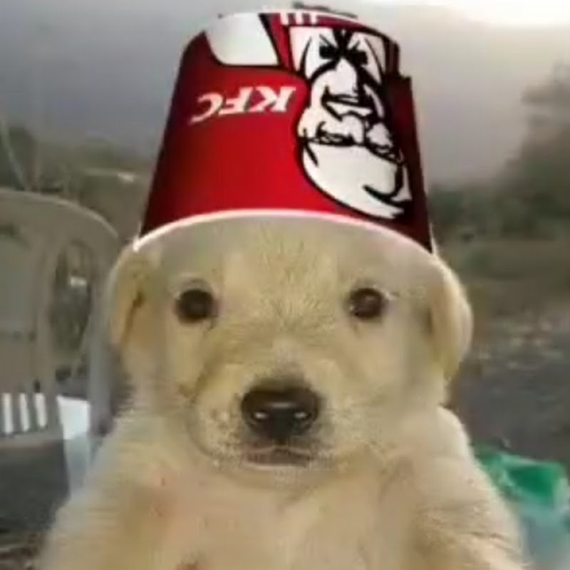 EL PERRITO GRACIOSO 🐶🍗