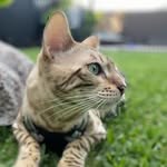 Banksy 🐆 Snow Bengal
