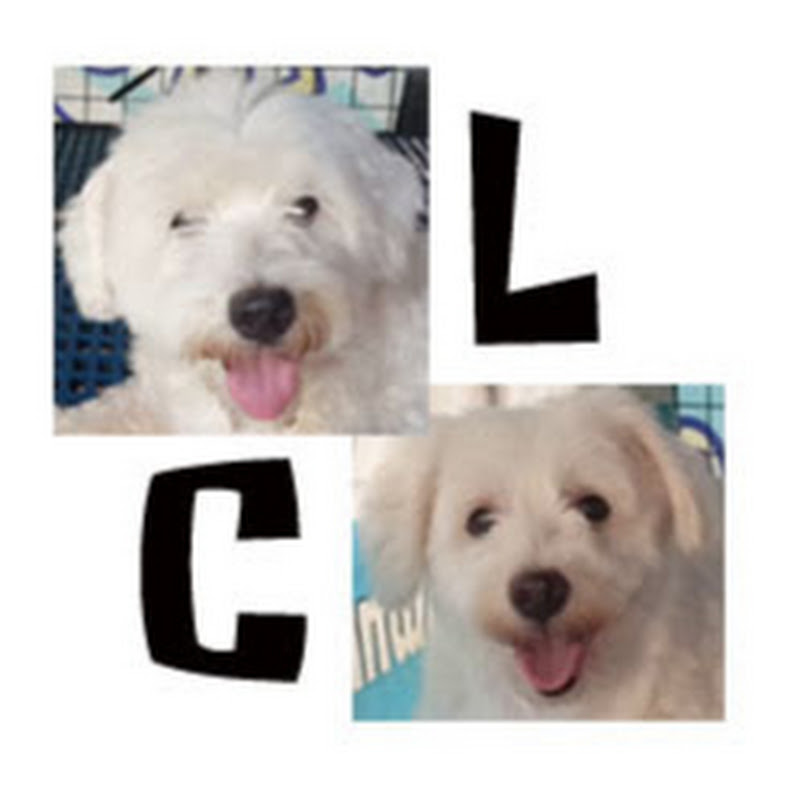 Luckycharm Dog