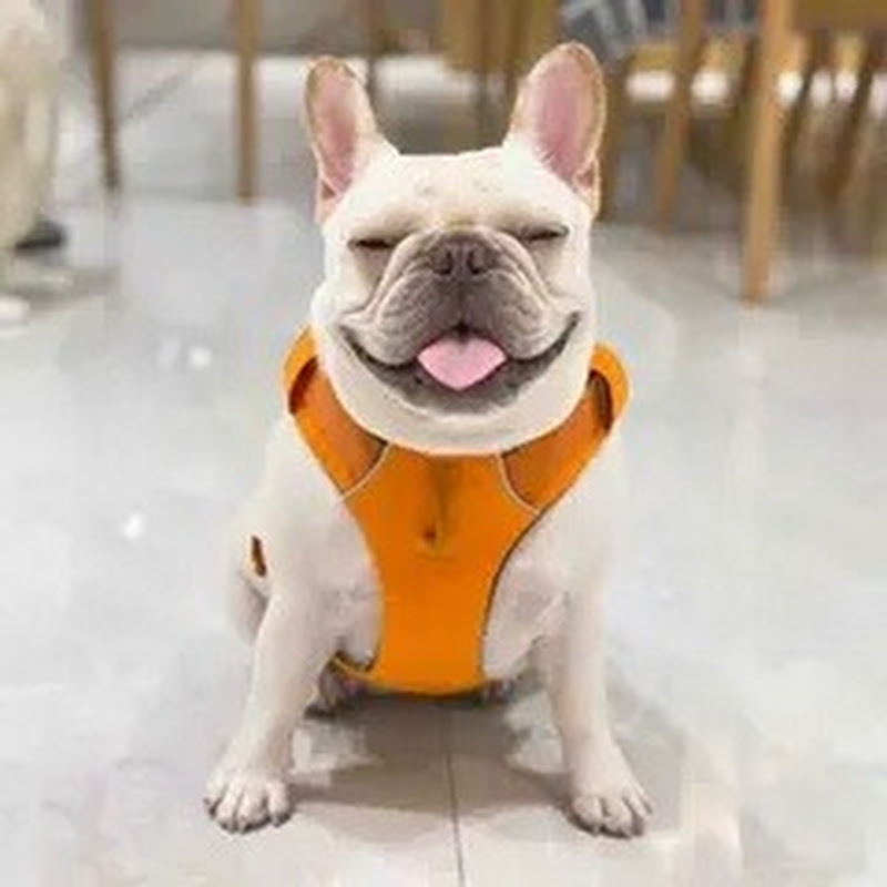 小法斗球球