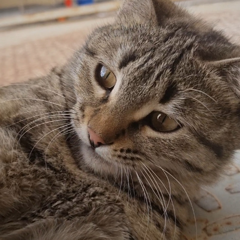 Friend_with_street_cats