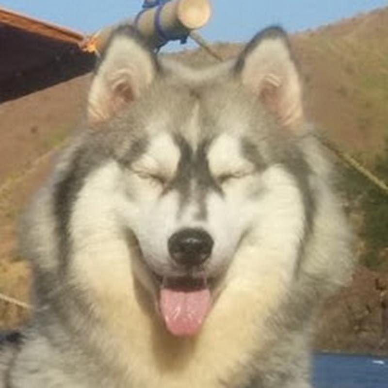 Huskies of Valhalla Asgard