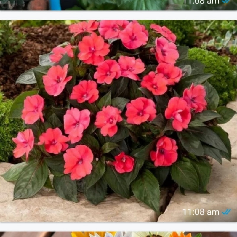 Nisha Terrace Garden 