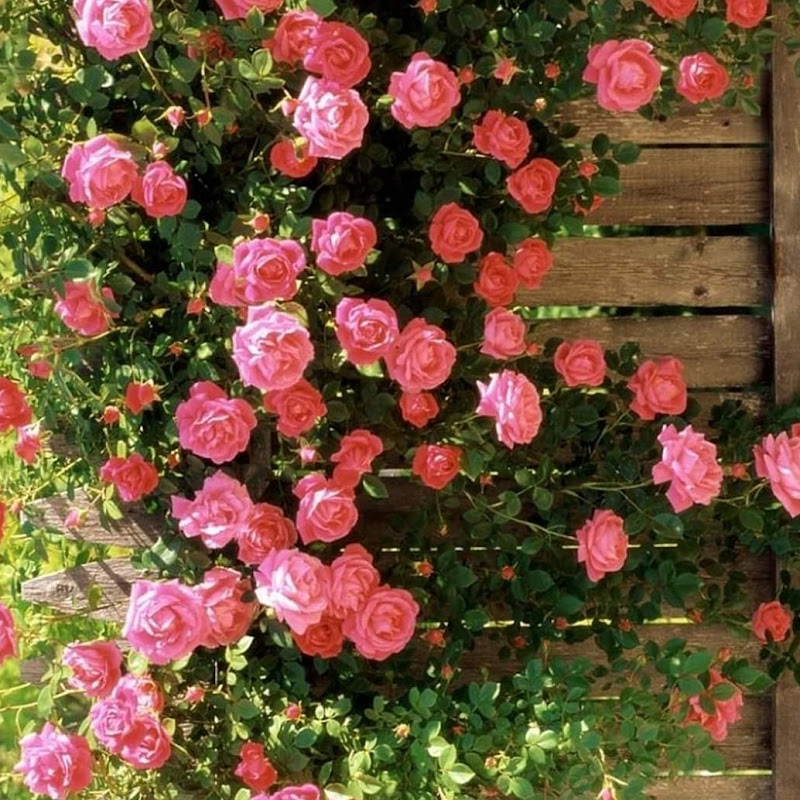 Mery e La Vita Felice 