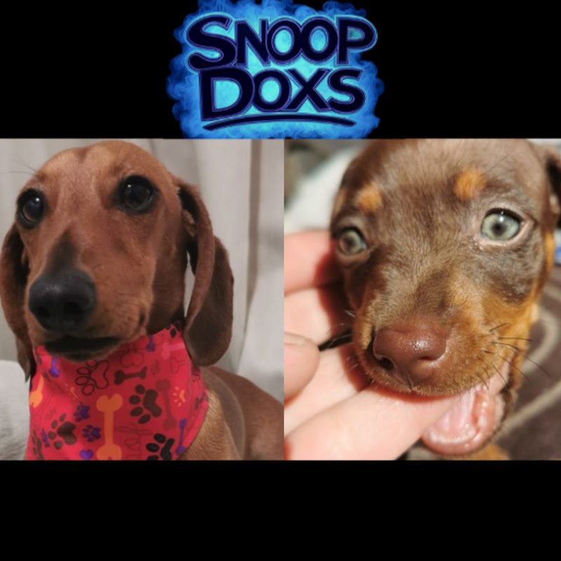 Snoop Doxs