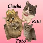 茶々᯽姫々᯽翔々