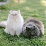 Clay y Chloe | La vida es mejor con gatos