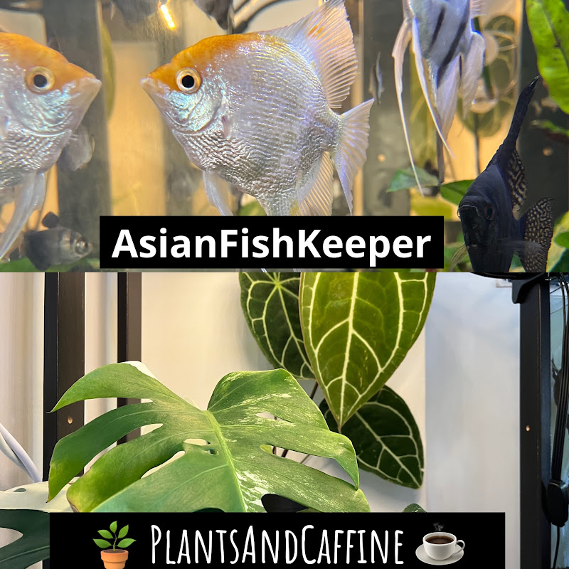 Asianfishkeeper