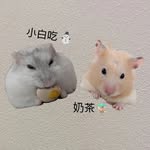 小白吃 ._. 🐹