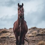 Estancias Patagonia