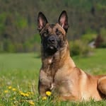 Malinois Dog