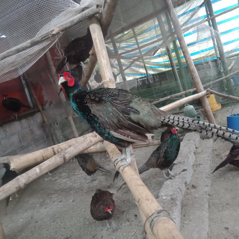 TRẠI GIỐNG HÒA BÌNH