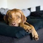 Rhodesian Ridgeback Tyson