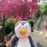 Pingy
