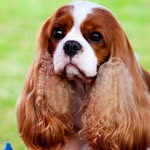 Eclipse Cavaliers