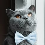 James | the prettiest British Shorthair Cat