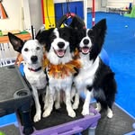 Trick Dog U’s Amazing Borders