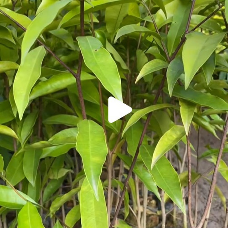 Cây Gió Bầu Thân Đen Dòng A1