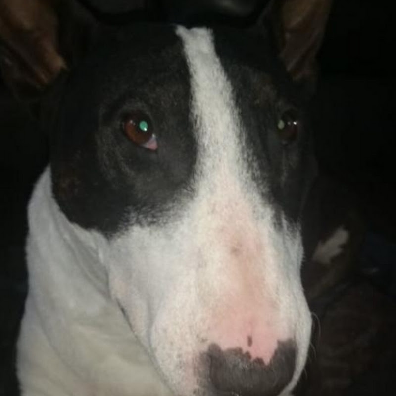Dini the bullterrier