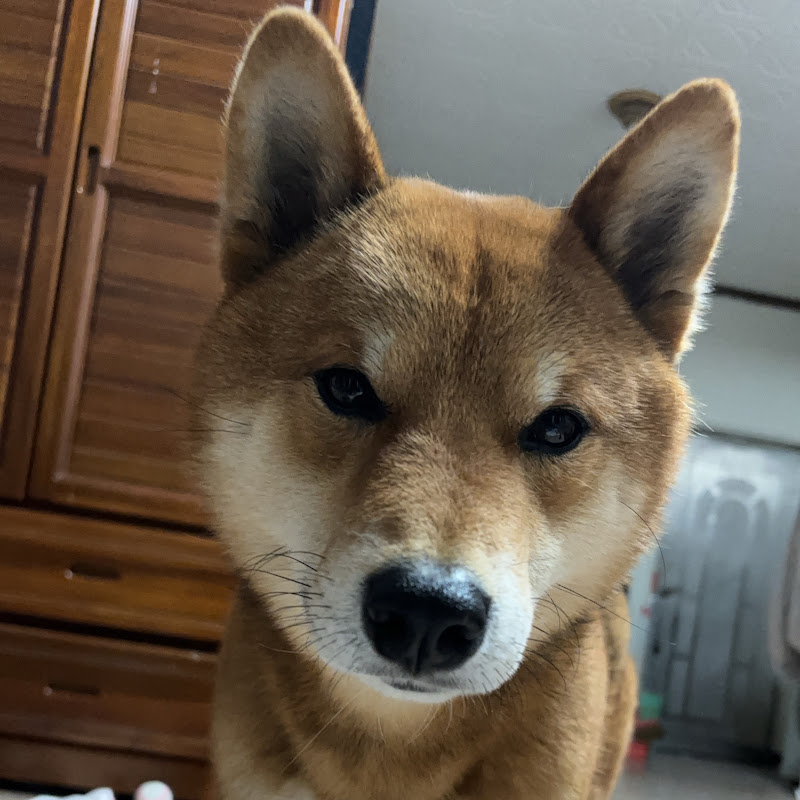 家有凍靜短片音樂